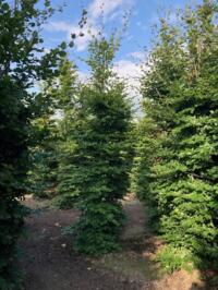 Groene beukenhaag/Fagus sylvatica 300 à 400 cm 