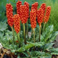 Arum Italicum