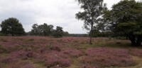 CALLUNA VULGARIS  STEK    77 GTS. TRAY      (WILDE HEIDE)