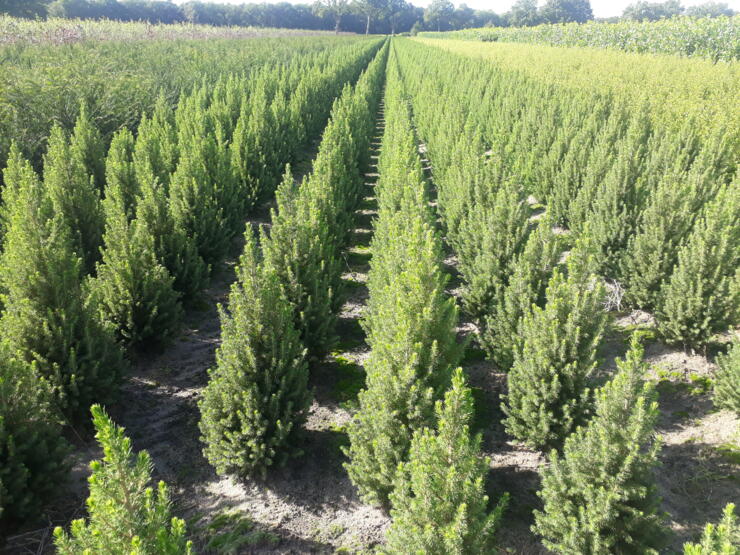 5000 stuks mooie gezonde Picea gl CONICA December hoogte ca 80 cm
