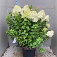 Hydrangea Paniculata Limelight volwassen planten