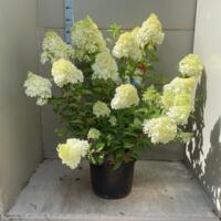 Hydrangea Paniculata Polar Bear volwassen planten