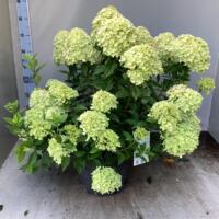 Hydrangea Paniculata Little Lime volwassen planten