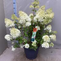 Hydrangea Paniculata Diamantino volwassen planten