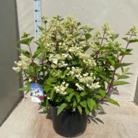 Hydrangea Paniculata Wims Red volwassen planten