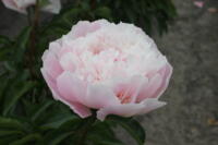 Paeonia Lactiflora Alertie