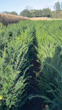 Taxus Baccata 80-100 100-120