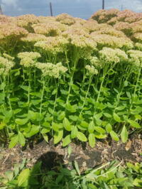 Sedum herbstfreude 