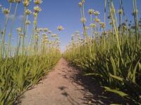 gevraagd Agapanthus polar ice  of wit  ongedeeld en ook wolga 