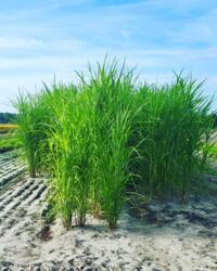 Miscanthus planten 