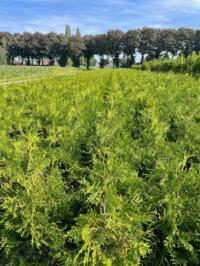 Thuja Brabant plantgoed / opzetters