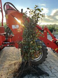 Fagus sylvatica blote wortel / wortelgoed