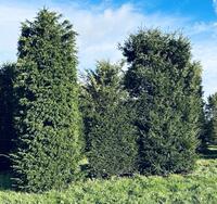 taxus baccata