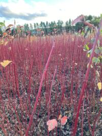 cornus alba siberica