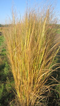 panicum northwind