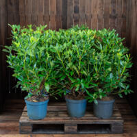 Bod gevraagd partij 200 stuks Rhododendron 60-80 cm keuze uit de kleur roze,rood,wit,paars