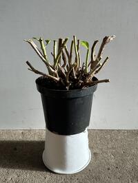 Hortensia planten 