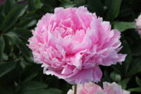 Paeonia Lactiflora Sarah Bernhardt