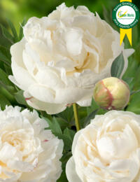 Paeonia Snow Mountain: prachtige Pioen met een 'berg' van sneeuwwitte blaadjes