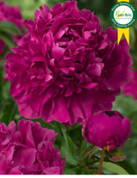 Paeonia Paul M. Wild: prachtige Pioen die tot de beste rode Pioensoorten behoort