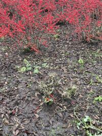 Ilex Verticillata aangeboden 