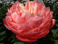 Paeonia Hybride Coral Charm