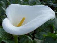 Zantedeschia aethiopica 'Avalanche'