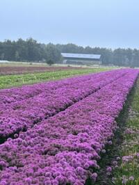 Allium millenium landplanten te koop