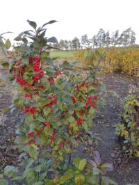 Ilex Verticillata 3-jarige struiken