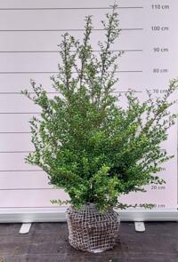 Te koop mooie volle Ilex crenata 'Convexa'