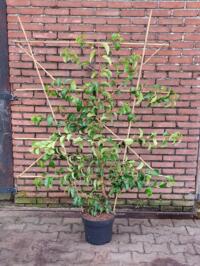 Te koop Lei vorm Prunus lusitanica 'Tico'