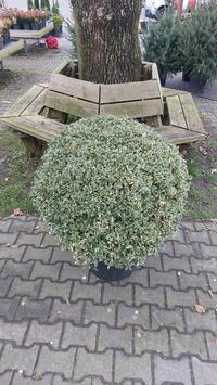 Osmanthus het. 'Variegata' bolvorm