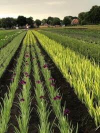 Diverse Vaste Planten 