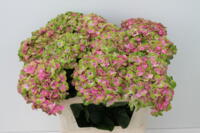 Hortensia planten Magical Coral (1100)