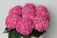 Hortensia planten 'Adora'