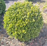 Aangeboden grote buxus bollen en struiken