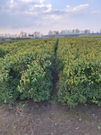 Prunus lusitanica grote partij 80-100-125 cm Ruim 10000 stuks scherp geprijsd