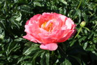 Paeonia Hybride Coral Sunset