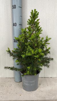 Picea glauca Conica p13 plantgoed