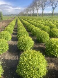 Buxus bollen