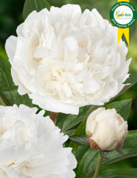 Paeonia Snow Princess: prachtige sneeuwwitte Pioen die ook nog eens heerlijk geurt