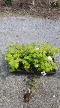 Viburnum op. Roseum geworteld stek