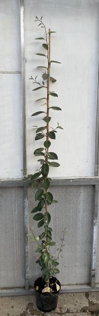 Eleagnus ebbengei