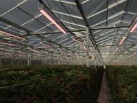 GOLIATH LED groei topverlichting 320W 2.7umol/J 864umol/s 220-240V