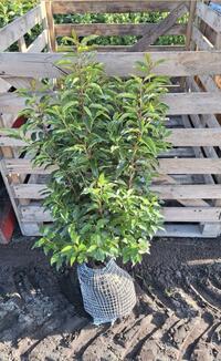 Prunus lusitanica angustifolia 