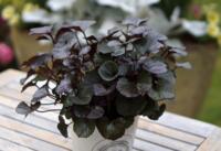 Te koop Ligularia Pandora(r)