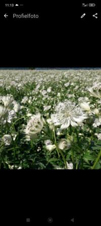 Te Koop Astrantia Major Shaggy
