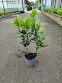 Opkoper gezocht voor Camellia P15 plantgoed