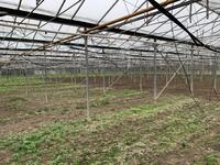 Kassen te huur Nieuwlandsedijk 25 te 's-Gravenzande
