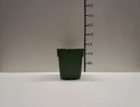 Grote partij mooie groene 1 liter / 10,8x10,8 cm vierkante Thomsen potten